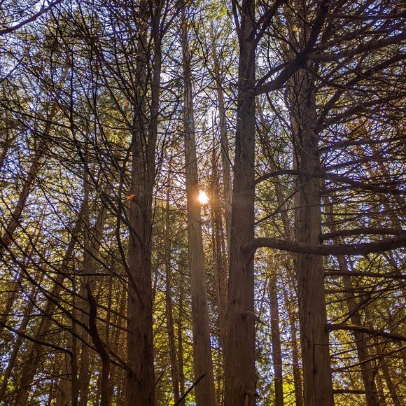 Meet your Posher, TealTigerCa - Picture 1 of 1